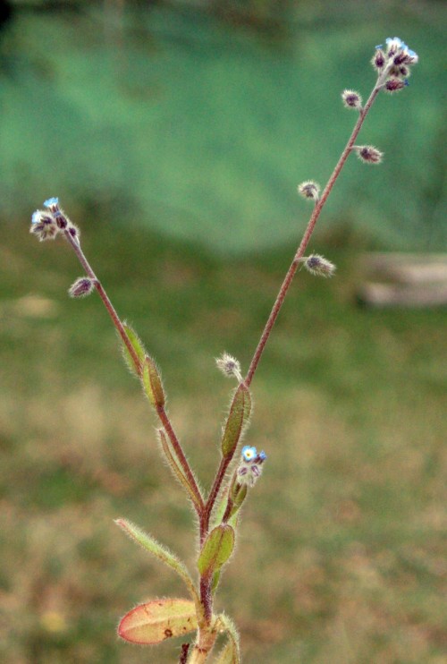 Myosotis sp.